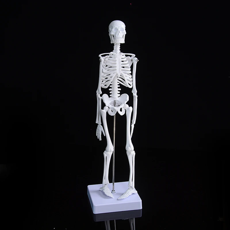 

45CM Human Spine With Pelvic Model Human Anatomical Anatomy Spine Medical Model Spinal Column Model+Stand Fexible