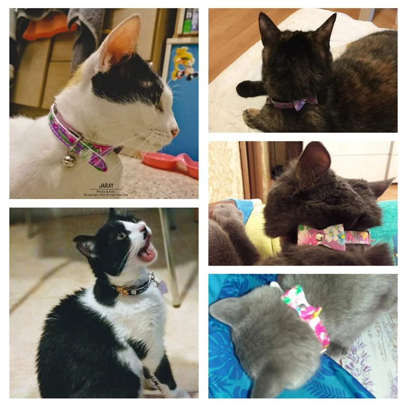 cat collar (10)