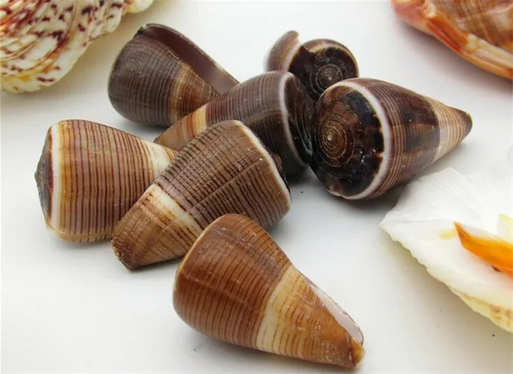 Natural Conch01