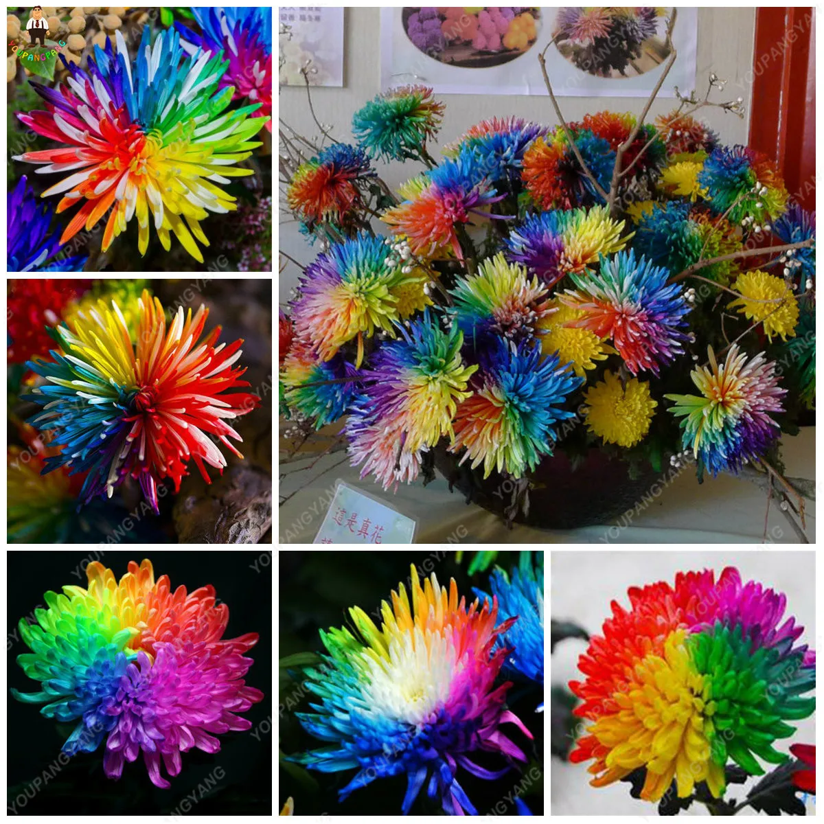 

free shiping 50pcs Hot Rainbow Chrysanthemum Flower bonsai Rare Colors Chrysanthemum Flowers plants DIY home Garden decoration