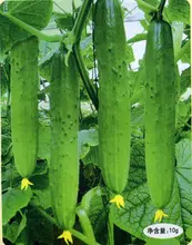 Ring excellent dry vegetable seeds cucumber seeds 20seeds