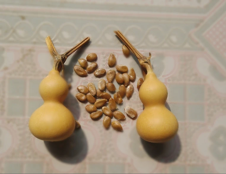 Mini gold watch inch miniature gourd hand twist seed seeds balcony | Дом и - Цена: 