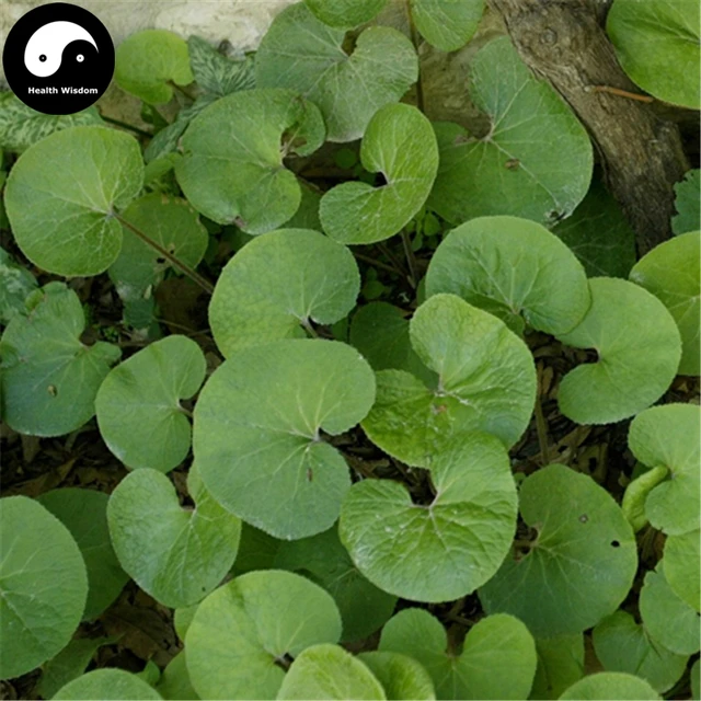 Buy Dichondra Repens Semente 240pcs Plant Evergreen Grass Dichondra