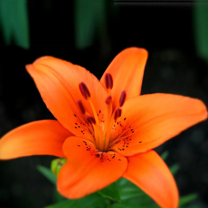 Лилия цветы оранжевые. Оранжевая Королевская Лилия. Лилия азиатская оранжевая в крапинку. Сорта лилий оранжевого цвета. Лилия темно оранжевая.