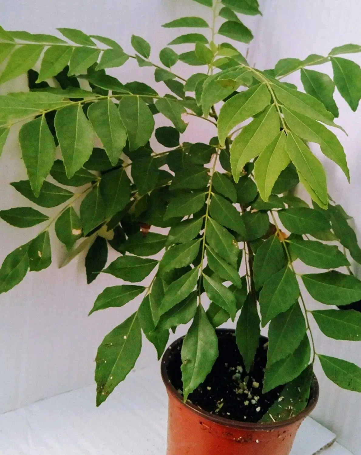 

100 Pcs Curry Leaves Tree Bonsai Herb Plant For Home Garden Green Plants