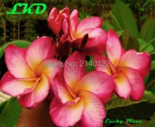 7 to15inch Rooted Plumeria Plant Thailand Rare Real Frangipani Plants no244-rimfire