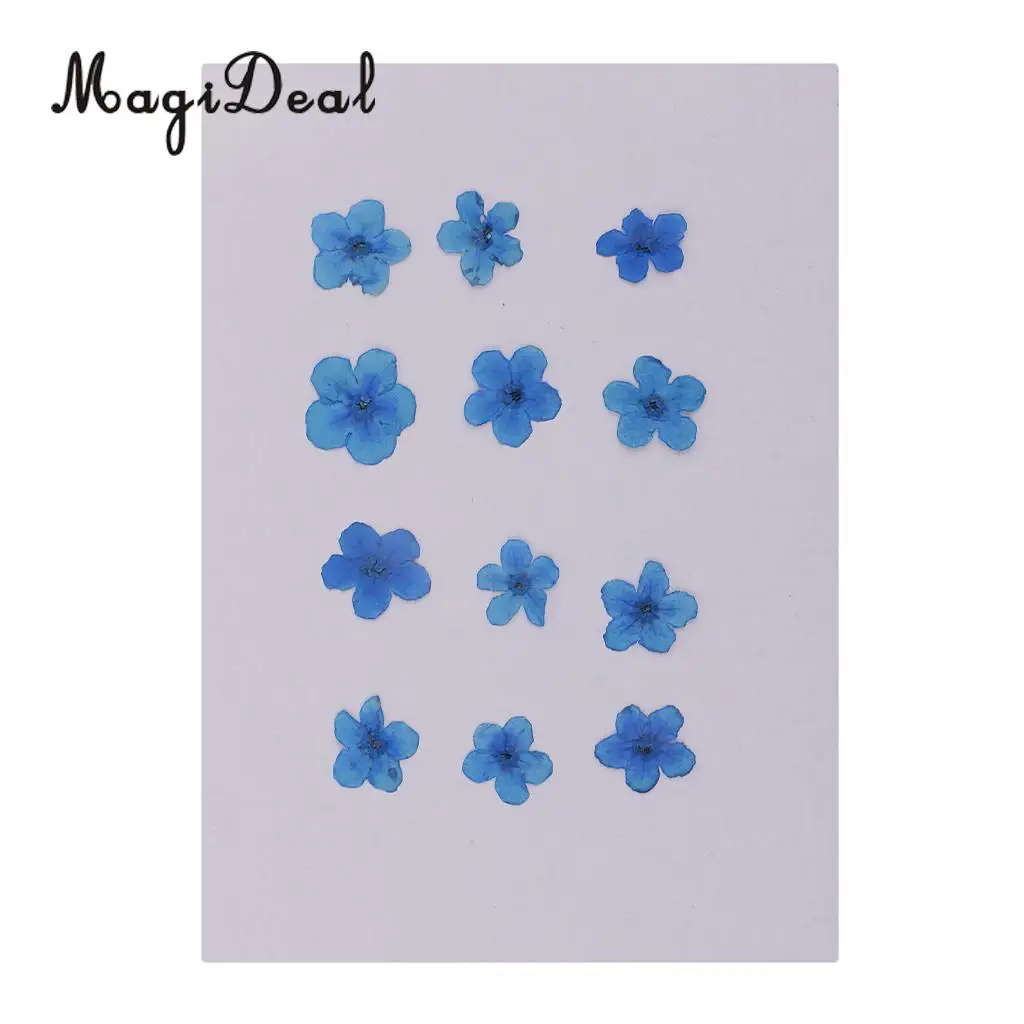 12 Pieces Forget-Me-Not Real Dried Flower Embellishment for Resin Casting Phone Case Nail Art Decoration Blue White