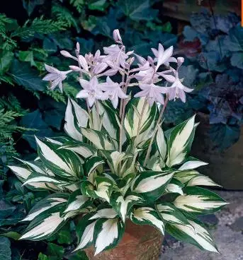 Online Get Cheap Flowering Ground Covers -Aliexpress.com