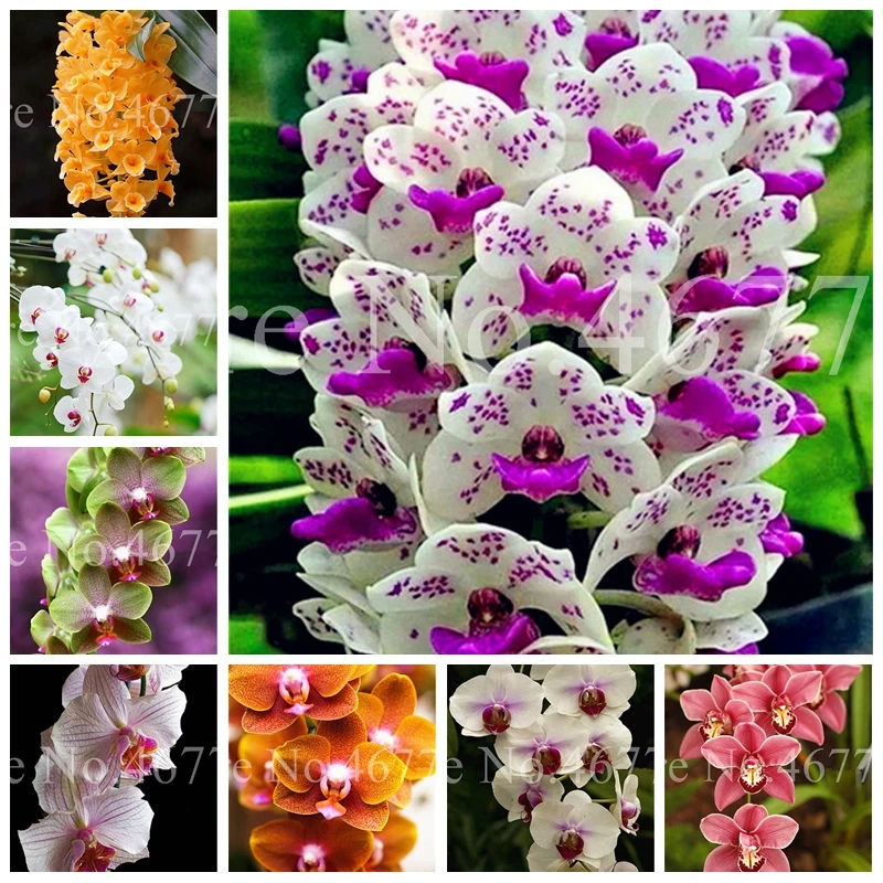 100 pcs/ bag Bonsai Cymbidium Floribundum Orchid Plant Outdoor Natural Growth Potted Flower Planta For Home Garden Flower Pot