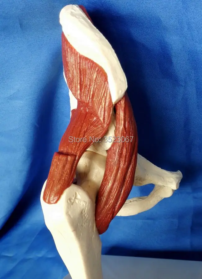 Человеческая мускулированная хип-суставная модель скелета анатомическая область модель человеческого мозга анатомический медицинский Тренинг