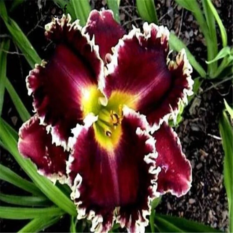 Ngryise 20 шт набор Freesia hybrida