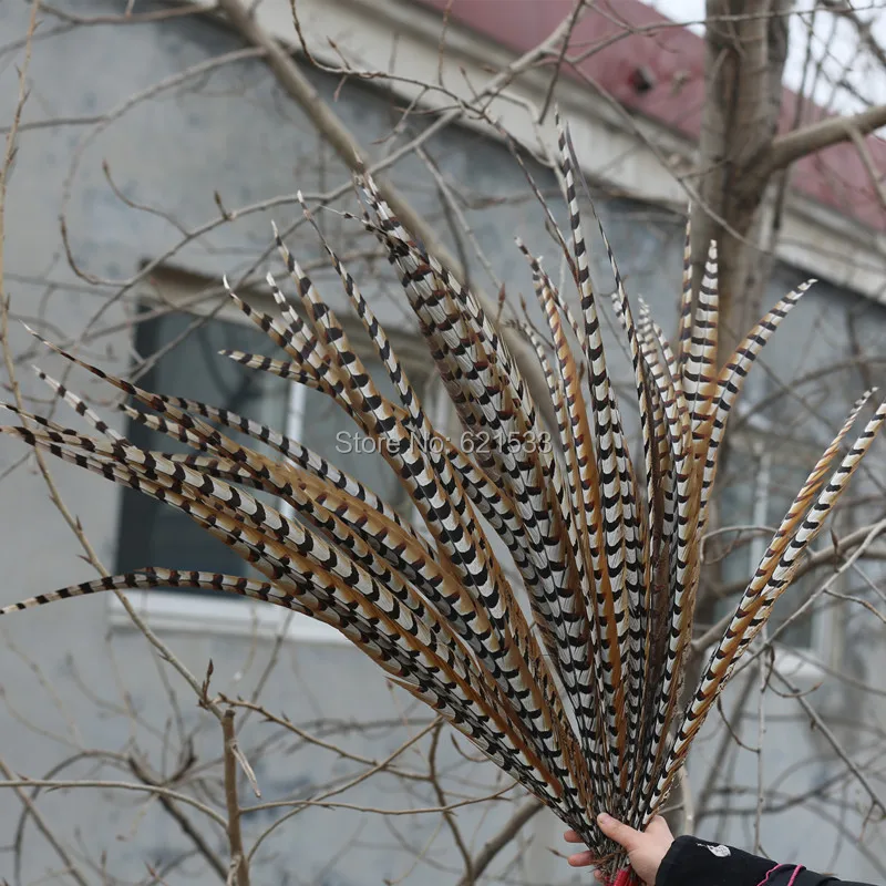 

50pcs/lot,100-110CM long Extra Long Feathers,Natural Reeves Venery Pheasant Tail Feathers,Reeves Pheasant Tail feathers