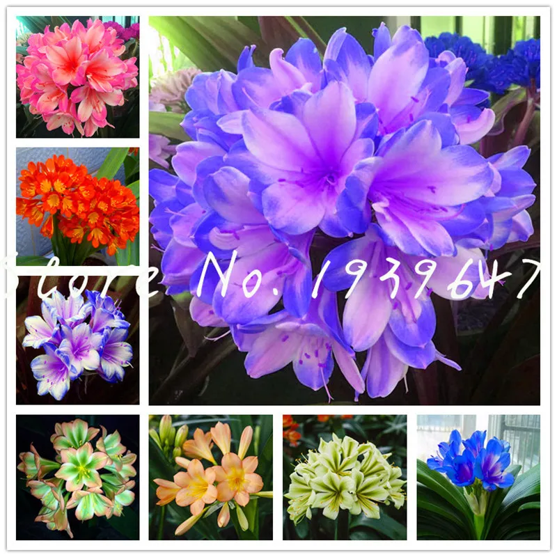 

100 pcs Real Clivia bonsai, Indoor Bonsai Plant Flowers, decorative garden flower bonsai plant for home garden Easy to grow