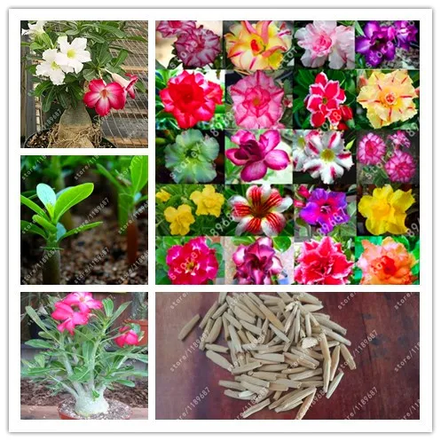 

3PCS real desert rose seeds Flower pots planters Adenium obesum seeds mixed colors send