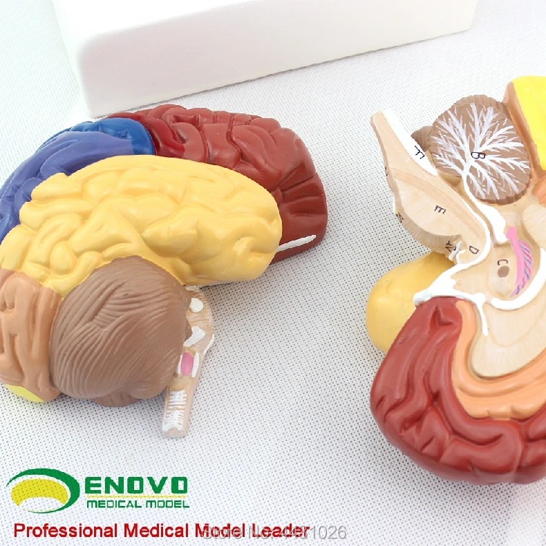 ENOVO модель мозговой ткани Анатомия в мозг Модель коры головного мозга