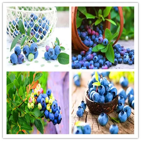 

500pcs bonsai blueberry Edible Organic heirloom fruit dwarf bonsai tree potted planting for spring home garden supplies