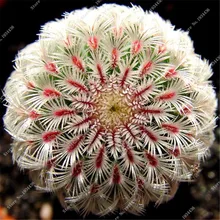 100 Seed A Bag Pseudotruncatella Succulents Cactus Seeds Stems Tetragonia Potted Flowers Fleshy Semillas De Flores Cacti Bonsai