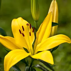 Посылка 50 шт. желтый лилий коричневый цветок балкон бонсай двор завод цветок Лилия
