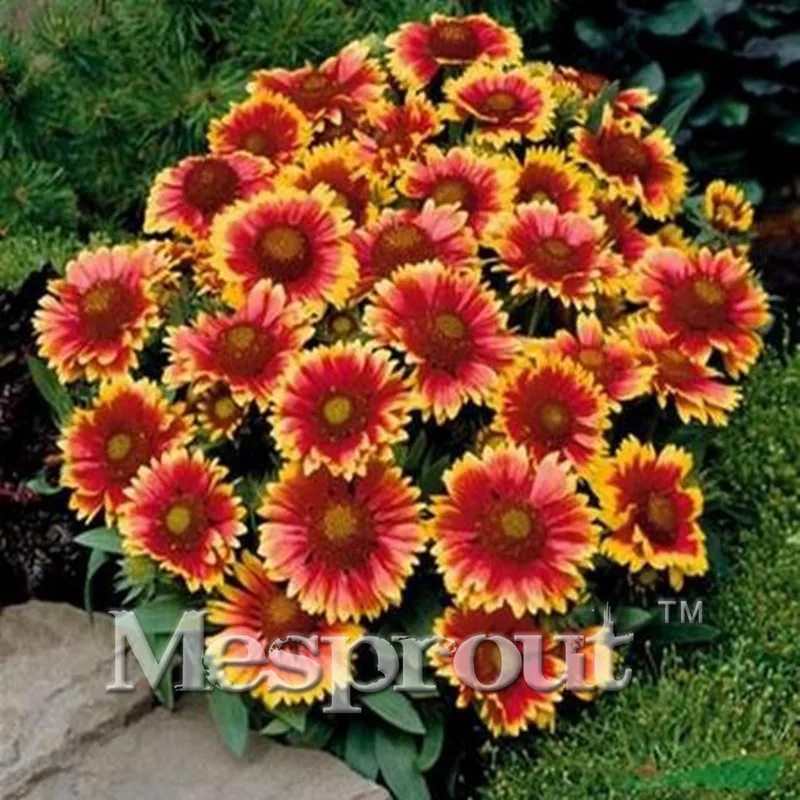 

20 Bonsai/Pack Chrysanthemum Bonsai Gaillardia Pulchella Rare Beauty Flowers Gorgeous Color Beautiful Home Garden Flower