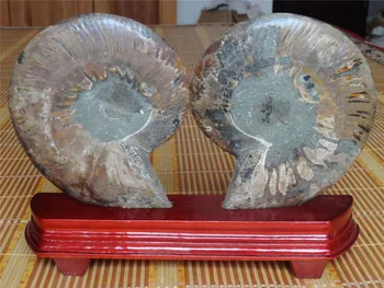 

790g NATURAL CUT CRETACEOUS AMMONITE FOSSIL Sliced + STAND 135g F19