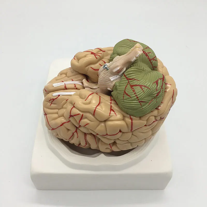 Как собрать мозги. Как собрать фитнес для мозга. Мозг из бумаги объемный. Уставший мозг. Как собрать мозги.