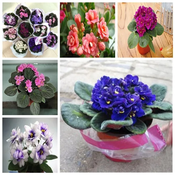 

selling100 Pcs Variety Of Colors Violet bonsai Garden Plants Violet Flowers Perennial Herb MatthiolaIncana plant Flor bonsai