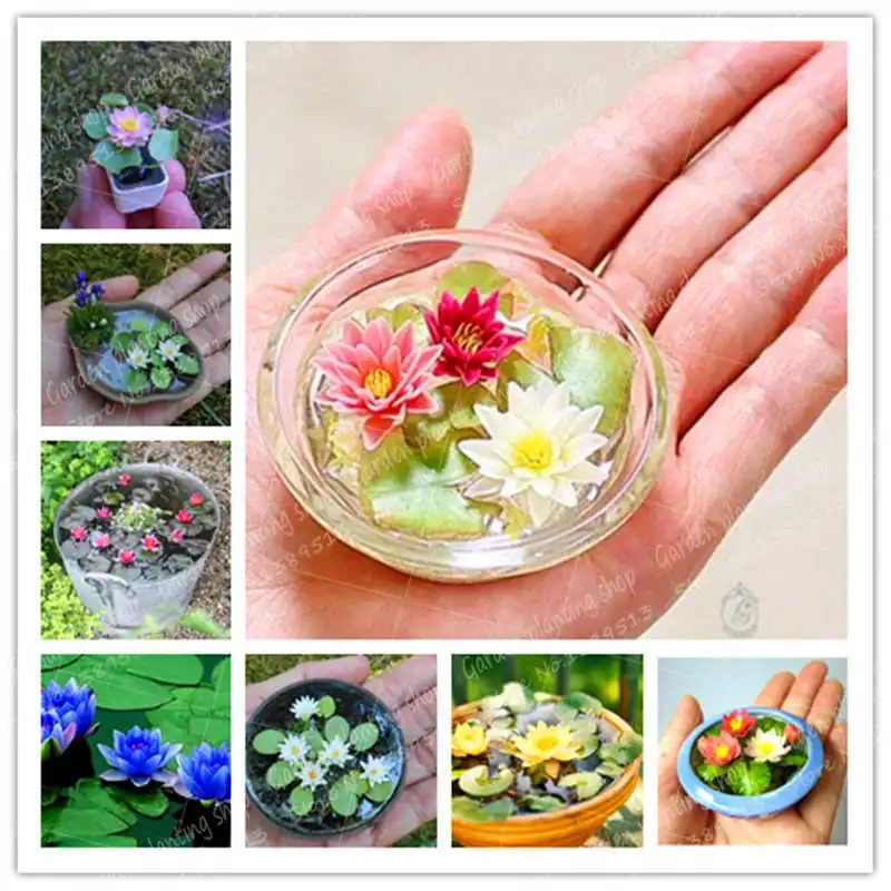 

5 Pcs/Bag Lotus Flower, Mini Lotus Bonsai Aquatic Plants Bowl Lotus Water Lily Flores Perennial Plant