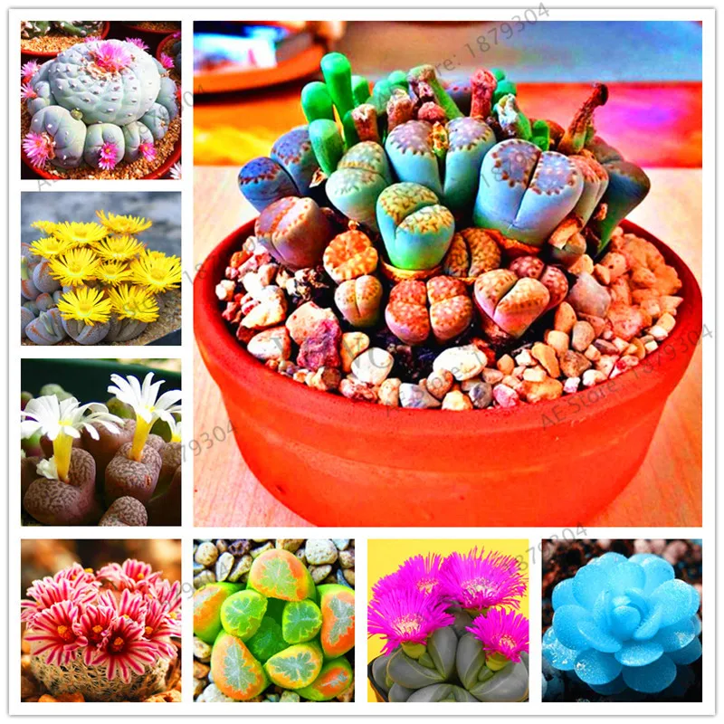 

Mixed colors Lithops Pseudotruncatella flores Living Stone Rare Succulent plantas Bonsai Garden Plant plante 202 Particles / lot
