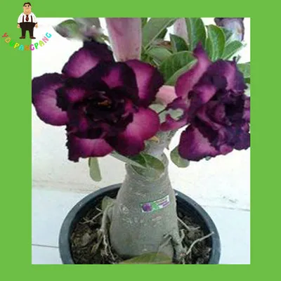

2pcs True Desert Rose plants Exotic Adenium Obesum bonsai Air Purification Potted Flowers planting Home Garden Decoration