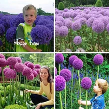 11.11mix colors 100 pcs Giant Allium Giganteum seeds purple Allium organic gorgeous flower for garden decoration gift for kid