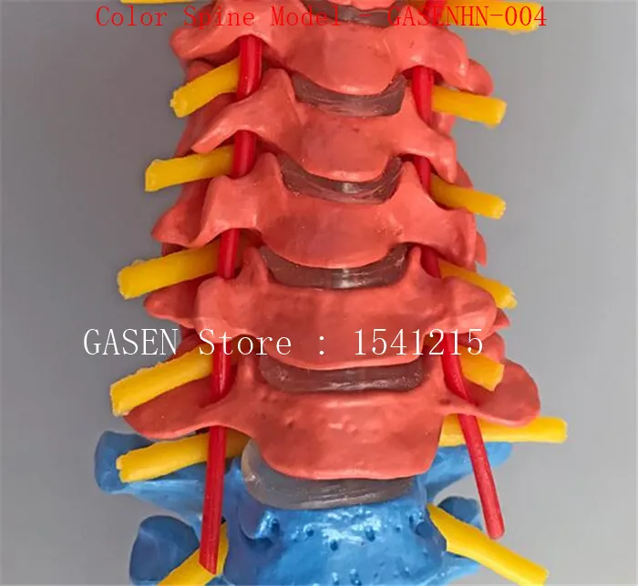 Спинномозговая Тазовая модель каудальная структура Сегментированная запись цвет шеи и груди талии медицина цвет позвоночника модель-GASENHN-004