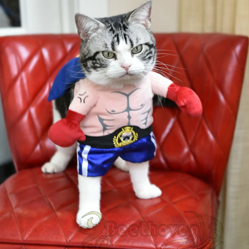 Grappig Halloween Kostuum Medium Kleine Puppy Jasje Kat Staande