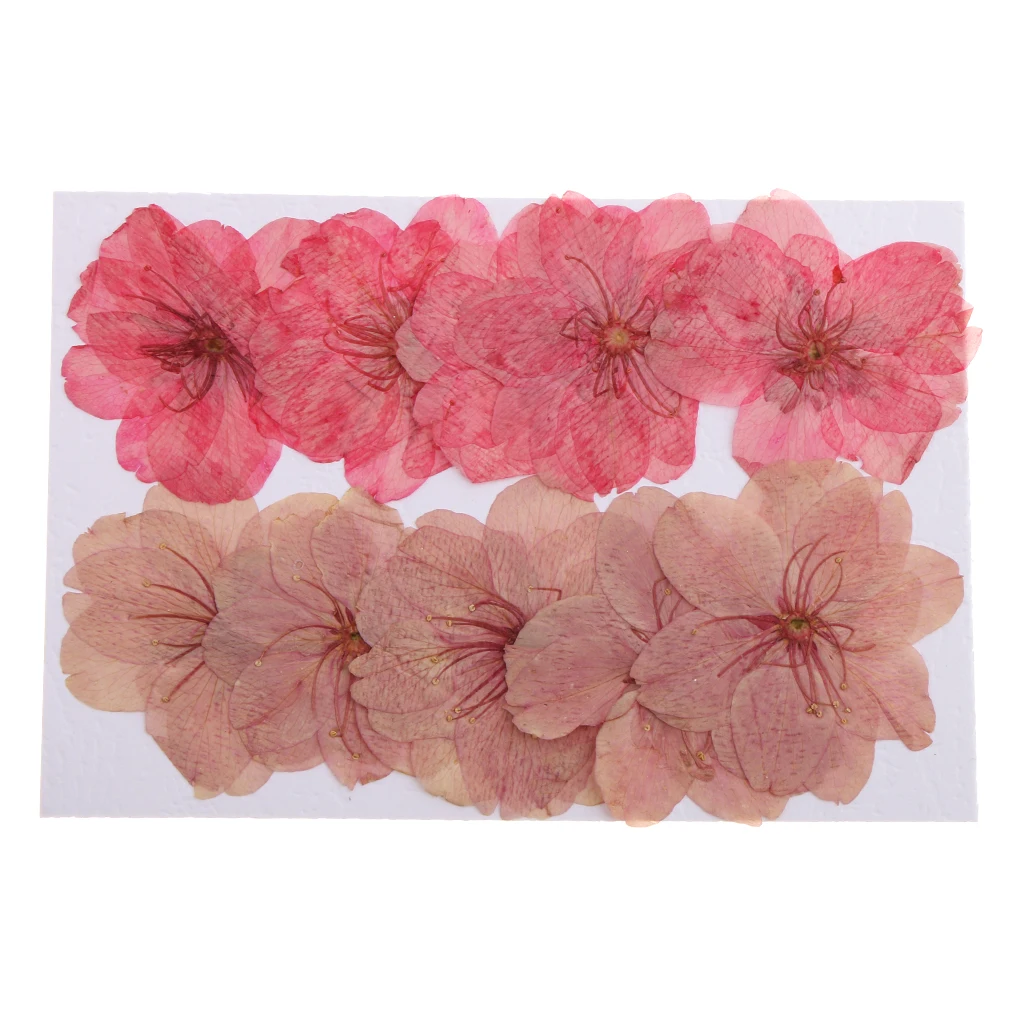 10 Pieces Beautiful Pressed Dried Sakura Flowers Cherry Blossom for Scrapbooking