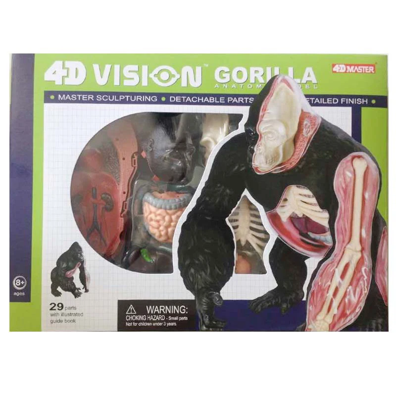 

Gorilla Anatomical Model Chimpanzees Skeleton model 4D Master Anatomy Dimensional Anatomical Model Science Education Model Toy