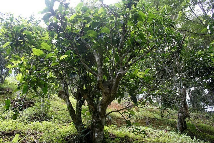 b12