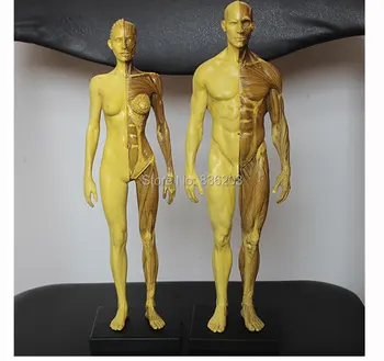 

30cm l Human anatomy Male female Flesh Anatomy comparative resin set skull brain muscle skeleton teaching supplies for painting