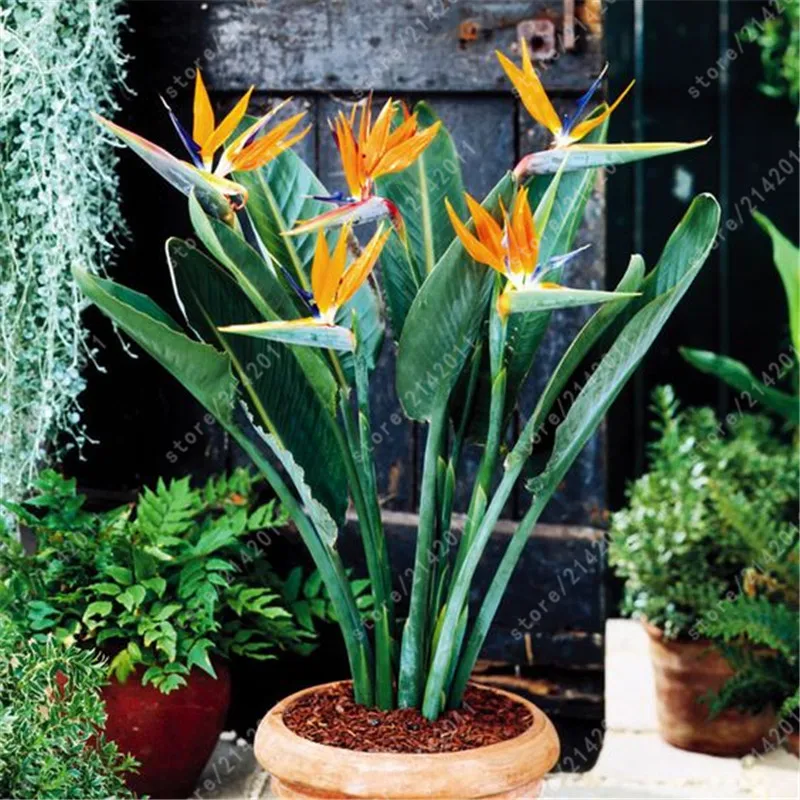 Vrai Strelitzia Reginae Plantes Hybride Oiseau Paradis Rare