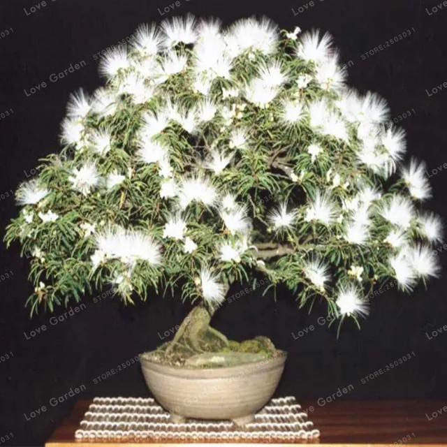 20 Pieces Bonsai Flower Bonsai Called Mimosa Silk Tree Bonsai