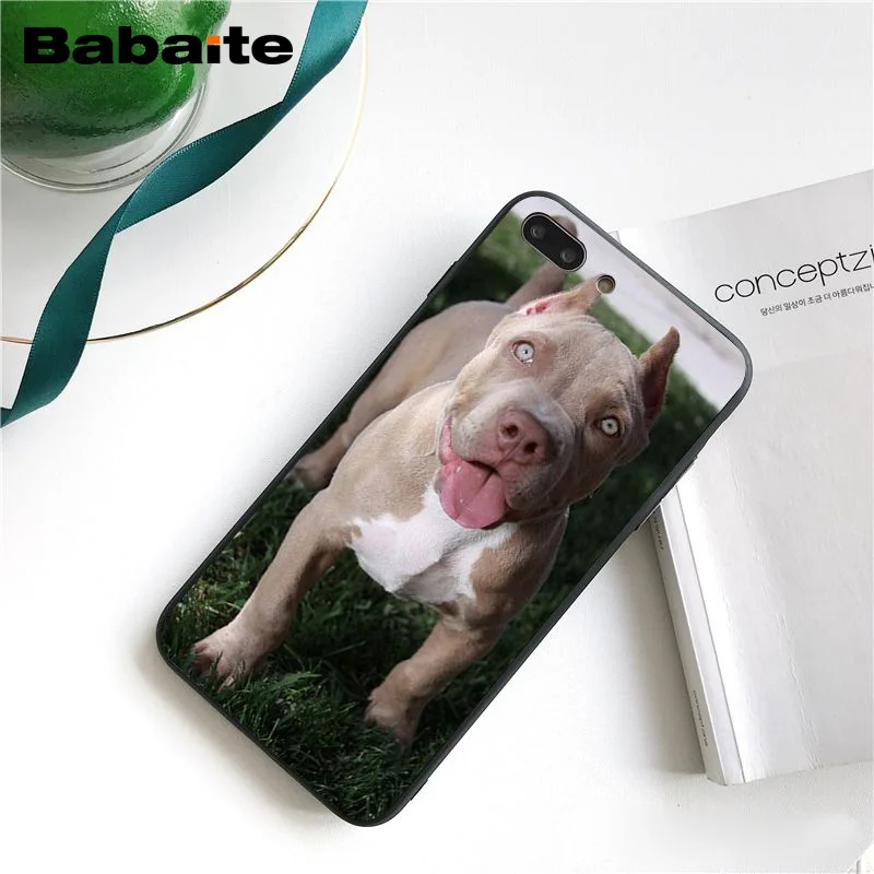 Pit Bull Lovely Pet Dog Pitbull