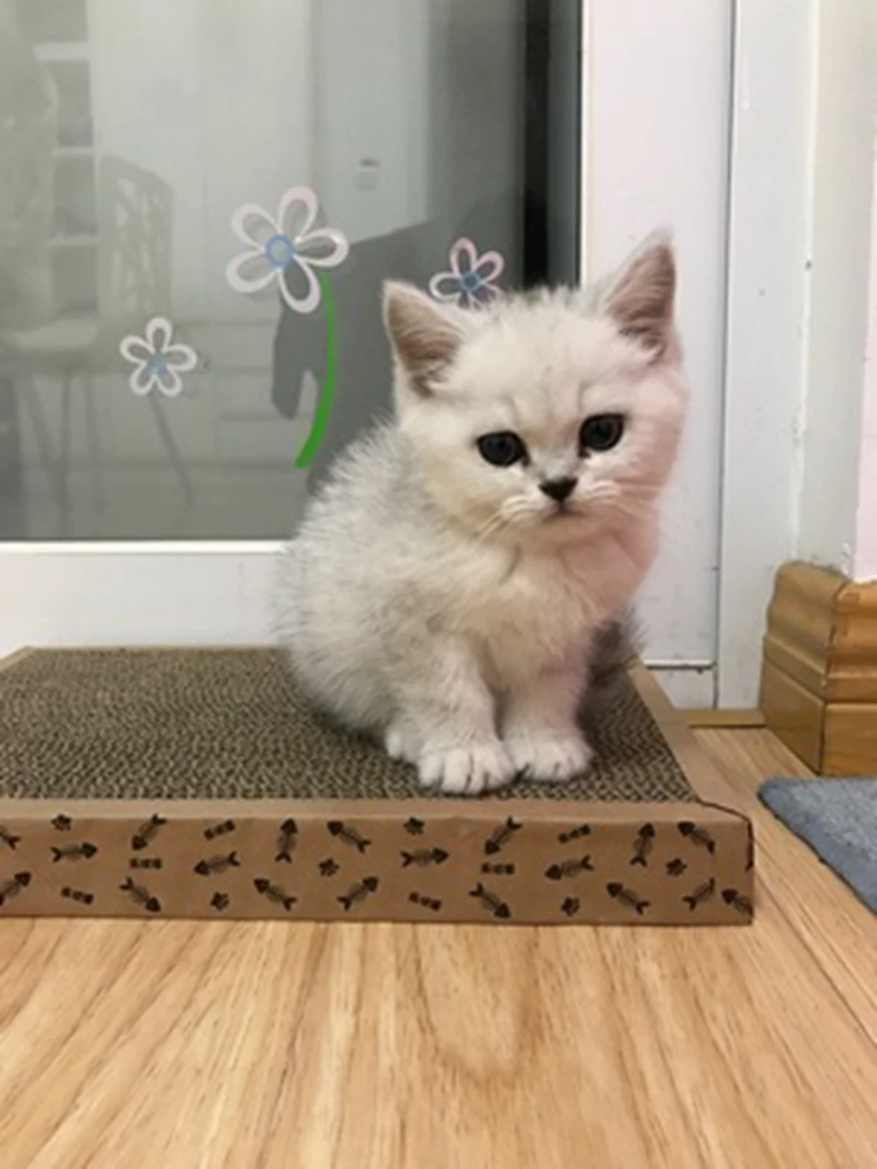 Cat Scratcher Board For Cats Claw Grinding Wood Sisal Pet Products Cat Pad Corrugated Scratching Post For Cat Scratchers (2)