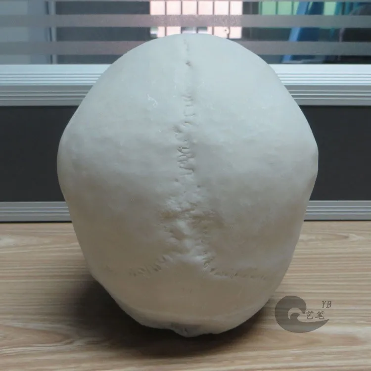 Réplique de crâne humain féminin par artskulls sur