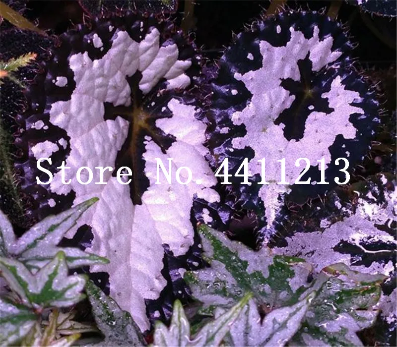 Sale! 50 Pcs Rare Exotic Color Begonia Bonsai Flower Indoor Potted