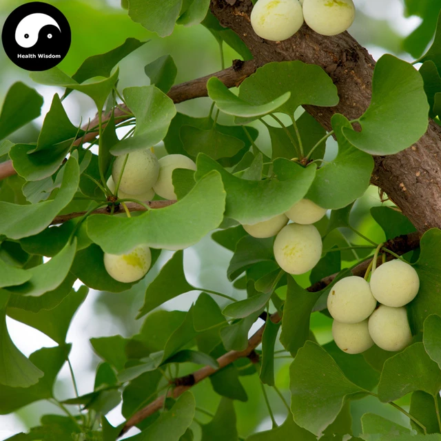 Ginkgo Biloba Tree Te 60pcs Plant Yin Xing For Ginkgo Biloba Tree Te 60pcs Plant Yin Xing For Herb Bai Guo