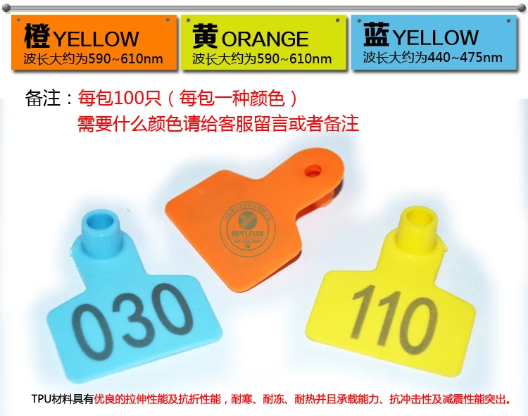 Laser signs with the word pig ear pig ear tricolor piglets pig ear