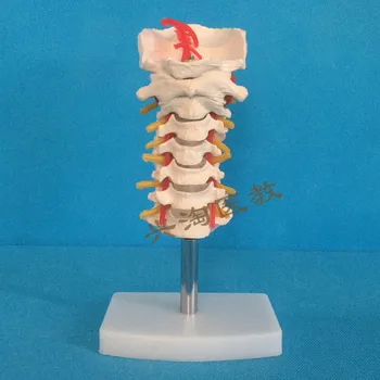

Cervical skeleton model with carotid artery posterior occipital bone intervertebral disc and nerve