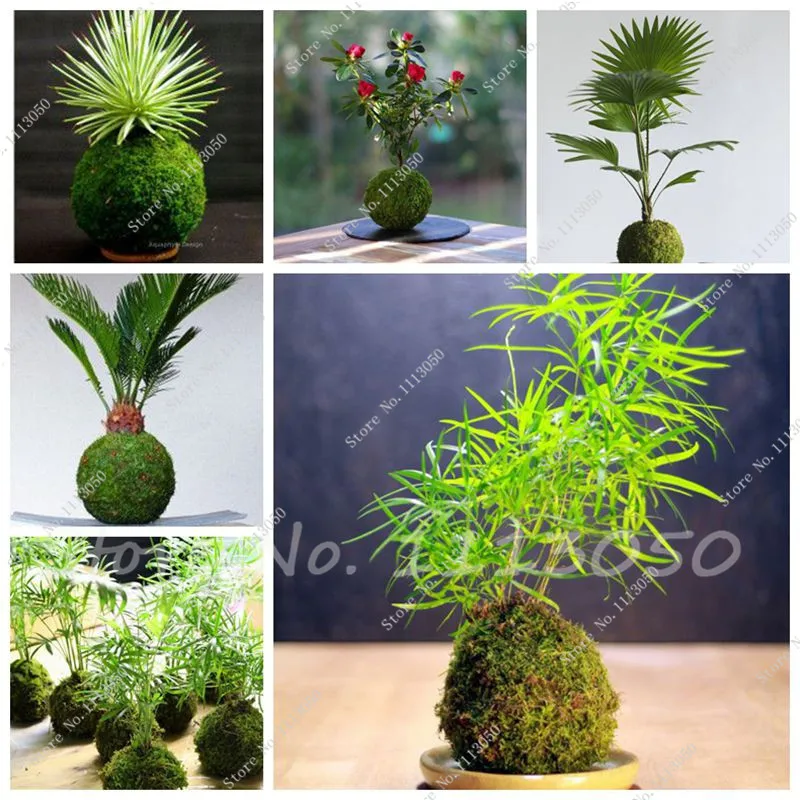 download sphagnum moss download sphagnum moss
