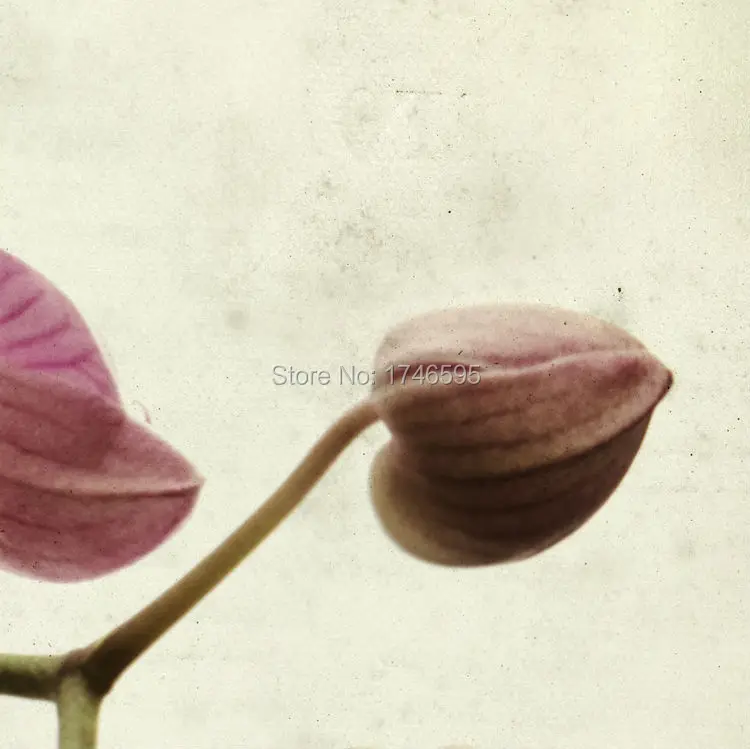 orchid-3