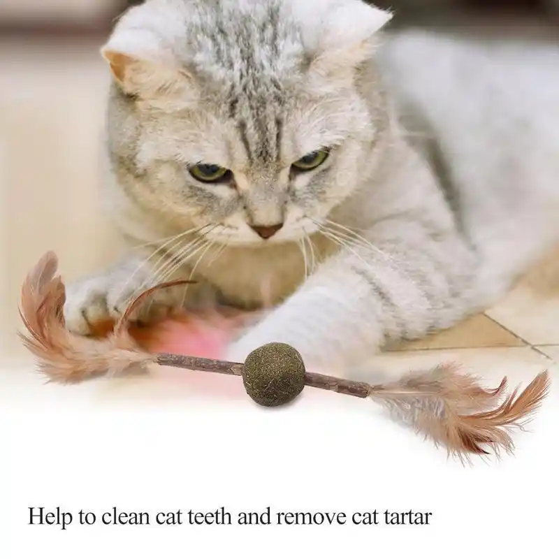 cat dental chew sticks