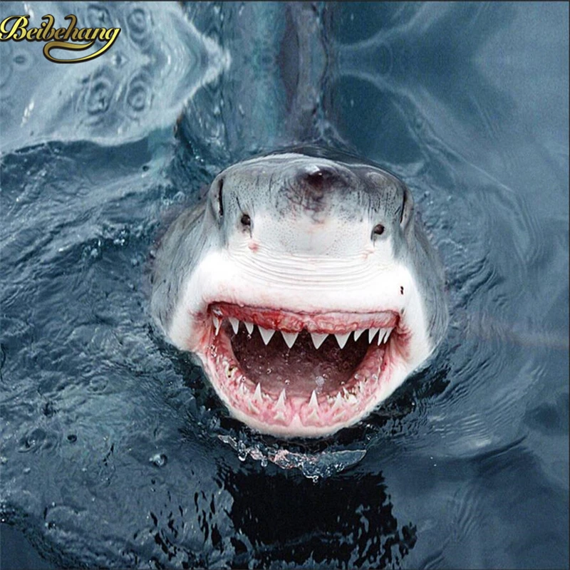 Why you shouldn't fear sharks picture