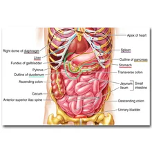 NICOLESHENTING Анатомия человека система желудка Искусство Шелковый плакат 13x20 24x36 дюймов тела карта фотографии для медицинского образования 011